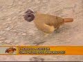 direto do baú pânico na tv 13 06 2004  05 