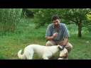 Dog Diseases: Prevention & Treatment : How to Express a Dog\