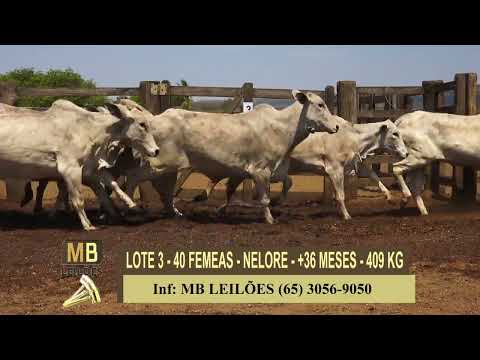 365� LEIL�O VIRTUAL MB LEIL�ES