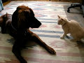gatti-pazzi.html