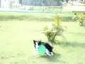 Border Collie video