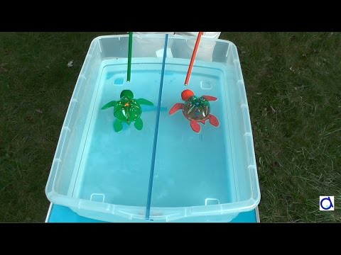 Bricolage et course de tortues