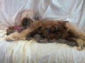 Puppies in Progess