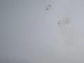 تيحة _ليبيا