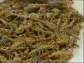 Eating the Uneatable and Inedible Delicacies -Discover China