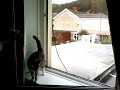 Thomasina Peddles against the window