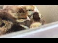 Video: Bielefelder Baby Chicks