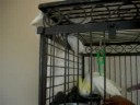 Rhea my beautiful sulfer crested Cockatoo Rhea my beautiful sulfer crested Cockatoo