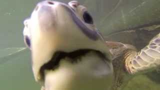 The Turtle Hospital