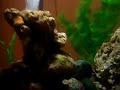 My Marine Biorb