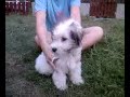 Coton de Tulear : Bunny-Hunter Little Pricess Charlotte