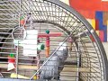 parrot jasper using bad language...