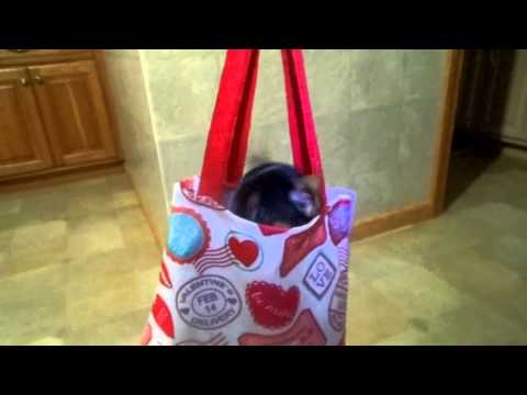 Friskey the rat terrier