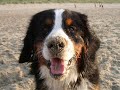 Berner Sennenhund Mogli: Die ersten 12 Monate