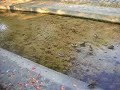 Wild ducks in Shukugawa river