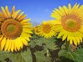 questa canzone, a mio parere, � una vera e propria esposizione di quadri impressionisti...immagini vive che ci riconducono col pensiero ai giorni pi� caldi dell'estate...il tutto col meraviglioso sottofondo della calda voce di sergio e delle sue incomparabili note...