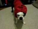 Petey doesn\ Petey doesn\