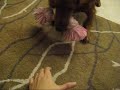 playing fetch with rosco (but not quite)