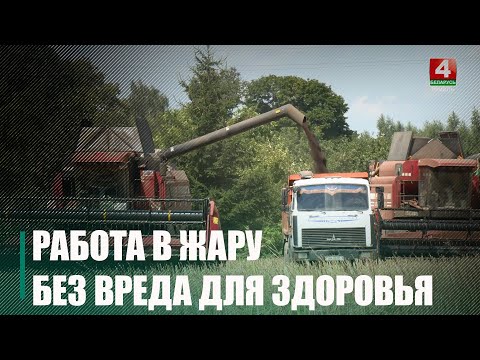 Даведаліся, як працуецца камбайнёрам у спякоту +30°C видео