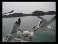 Seagulls love Calbee Seagulls love Calbee