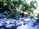 The San Lorenzo River (Henry Cowell State Park)