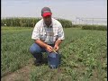 Oats, turnips, other small grains and annual ryegrass as a double crop.