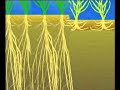 Verti Drain - Zak?ad Piel?gnacji i Chirurgii Drzew BEATA