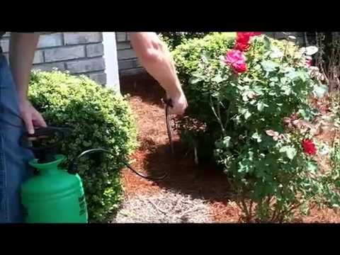 how to dye pine needles