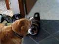 dachshund vs. fat cat