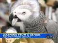 Alex the smart parrot passes away