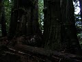 Very Big Trees of Gerry's Escape