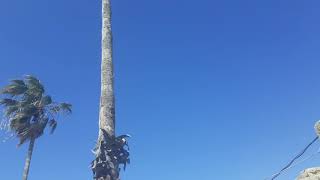 قرية الزيب المهجره / הגן הלאומי אכזיב /           al zeeb old village / قرية الزيب المهجره / הגן הלאומי אכזיב /           al zeeb old village /