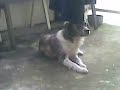 Gusgusing Doggie