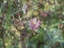 Der Kinderfilm von den Herbstblumen Der Kinderfilm von den Herbstblumen