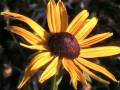 Der Kinderfilm von den Herbstblumen