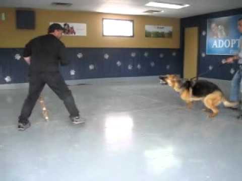 dog allemand