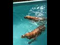 Monkey went swimming!!
