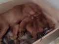 Kiki's puppies