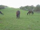 Les chevaux de la Botte du Roy
