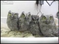 4 Baby Owls Being Very Cute =)