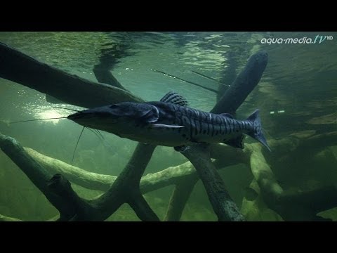 Zierfische: 105.000 Liter: Europas größtes privates H ...