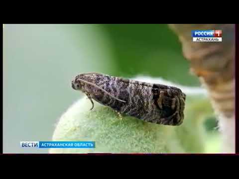 Об обследовании садов на карантинных вредителей в Астраханской области
