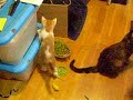 Centellas Jugando