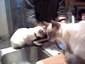 Dishwasher\