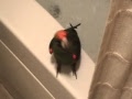 Lady Gaga Bad Romance - Darwin the Jardine Parrot Dancing to Lady Gaga's song Bad Romance