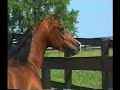 Sirius Arabian Stallion Liberty 1995