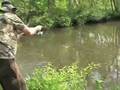 videos de Hickory Shad fishing Christiana River in Delaware