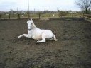R.I.P TWIGGY