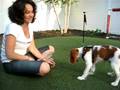 Bono the Cavalier King Charles Spaniel
