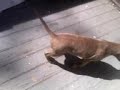 TOP NOTCH pitbull pups3
